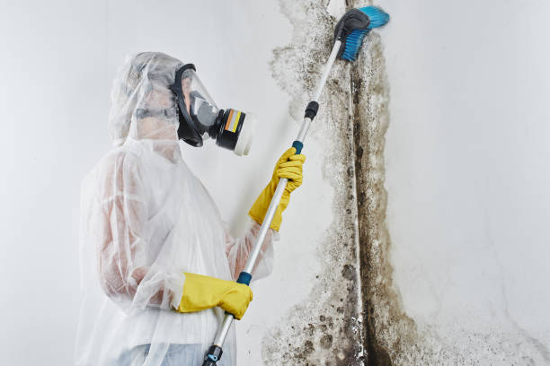 Best Certified Mold Removal  in Moundsville, WV
