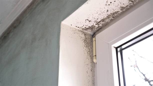  Moundsville, WV Mold Removal Pros