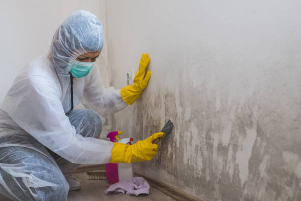 Best Same-Day Mold Removal  in Moundsville, WV
