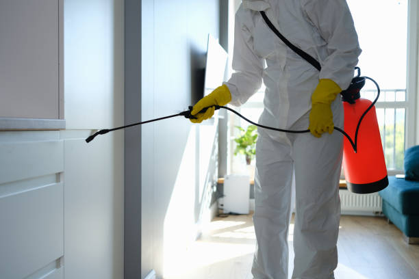 Best Local Mold Removal Service  in Moundsville, WV