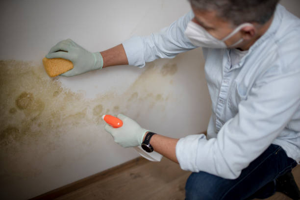 Best Mold Cleaning Services  in Moundsville, WV