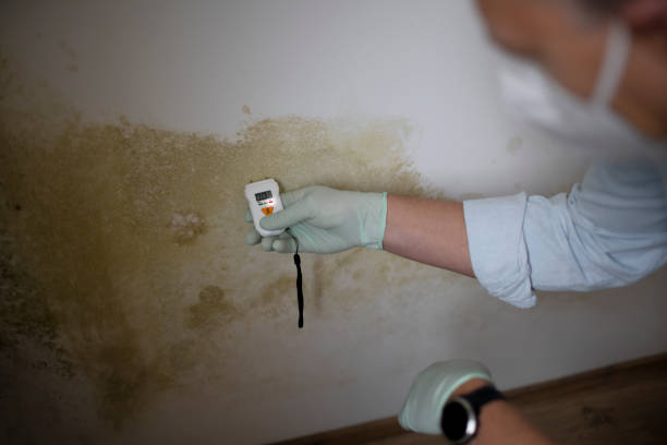Best Fast Mold Removal  in Moundsville, WV