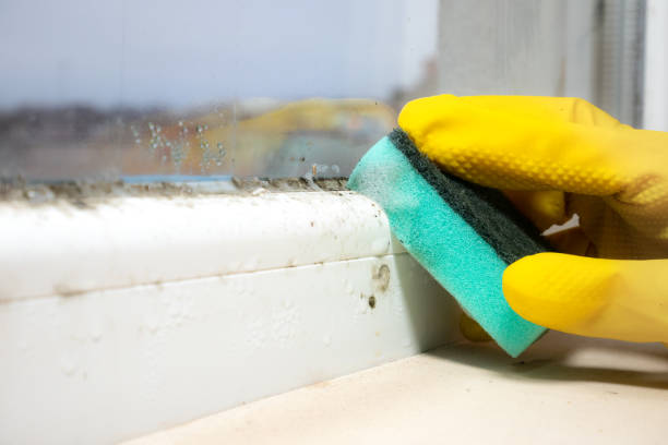 Best Mold Removal Near Me  in Moundsville, WV