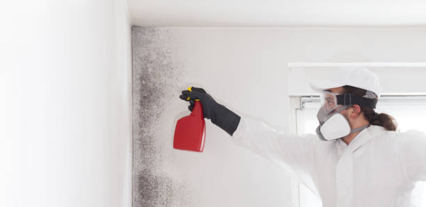 Best Mold Inspection  in Moundsville, WV