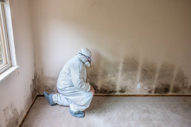 Mold Removal Process in Moundsville, WV