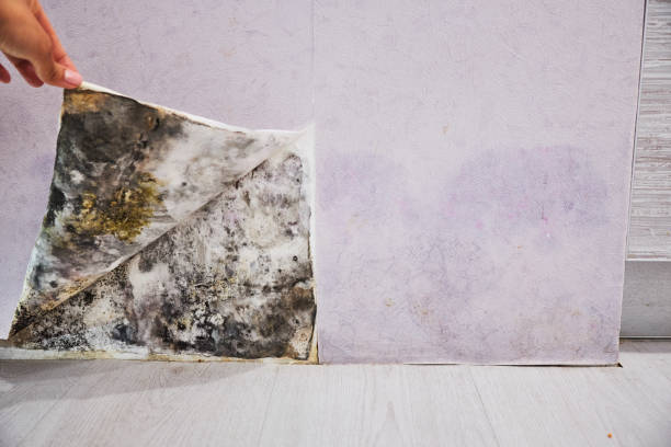 Professional Mold Removal in Moundsville, WV